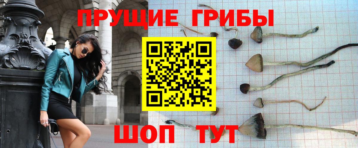 Сланцы  Галлюциногенные грибы Cubensis  Вход с VPN 